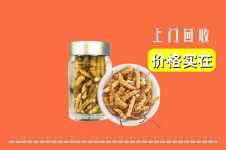 广州市番禺回收散虫草