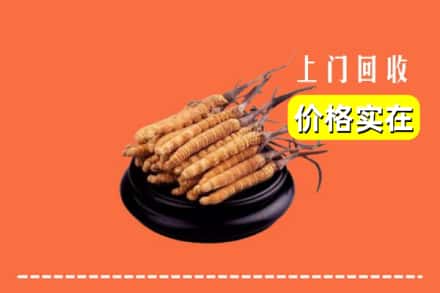 广州市番禺回收冬虫夏草